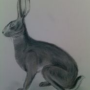 Hare, blyant/kridt